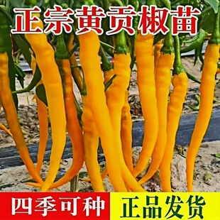 正宗黄贡椒苗秧苗黄辣椒樟树港黄皮尖椒线椒苗子种子春季阳台盆栽