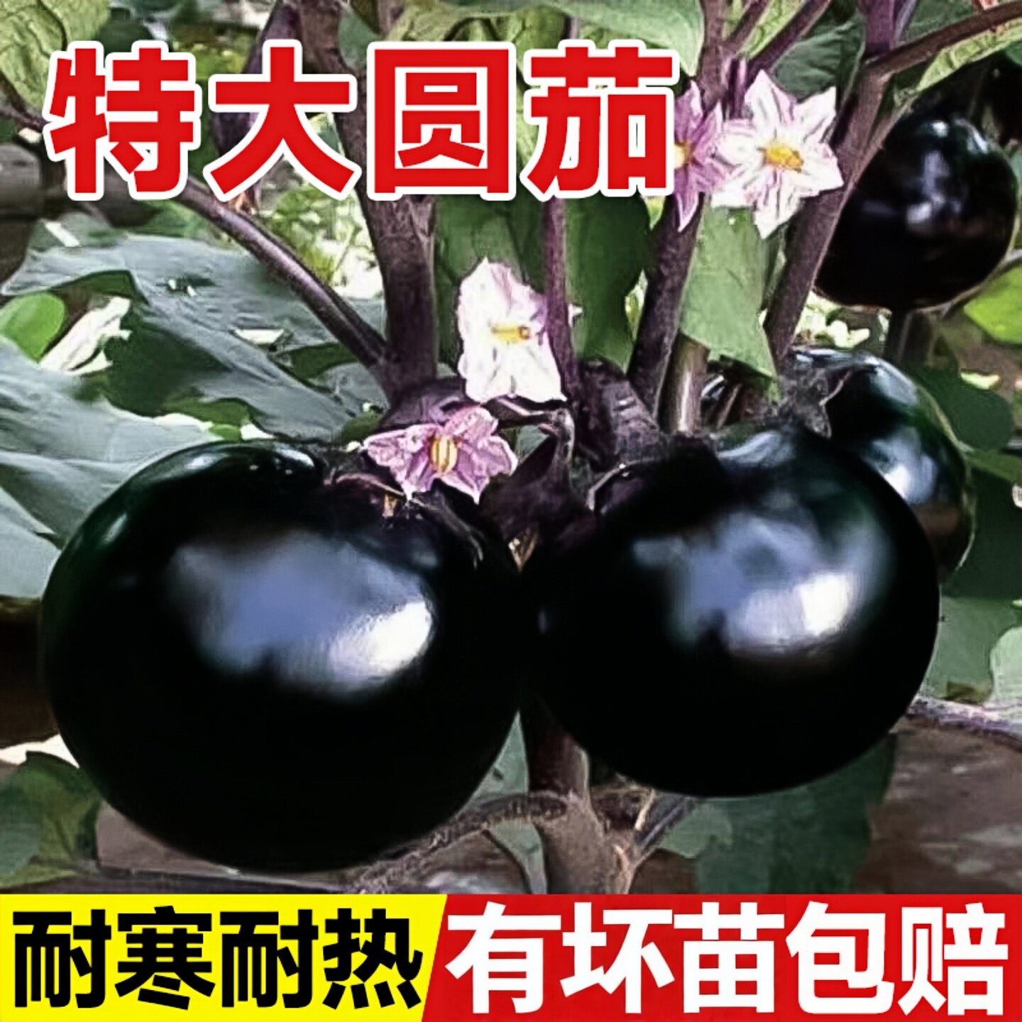 紫黑圆茄子苗大圆茄子苗快圆茄秧苗高产长杭茄阳台四季盆栽蔬菜苗