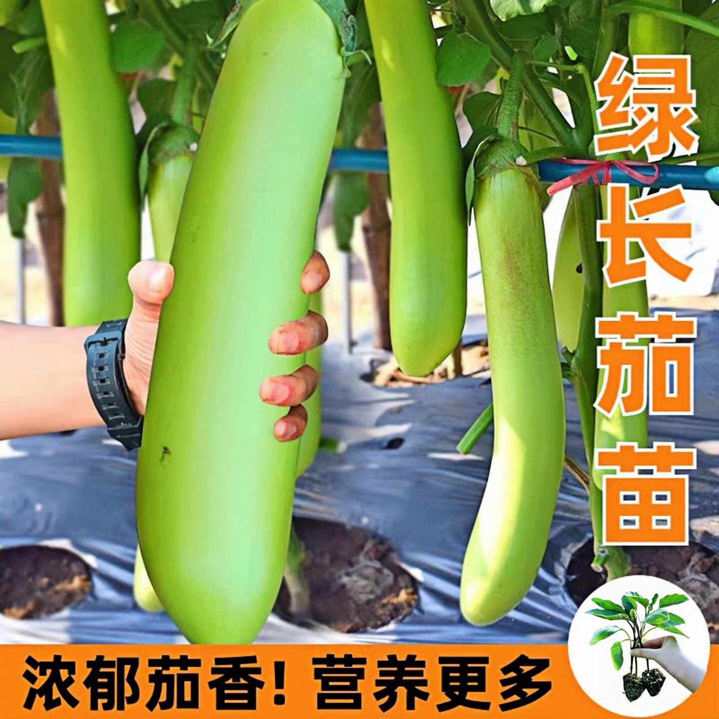 绿长茄子苗秧传统老品种高产早熟青皮茄子苗超长耐热抗病四季蔬菜