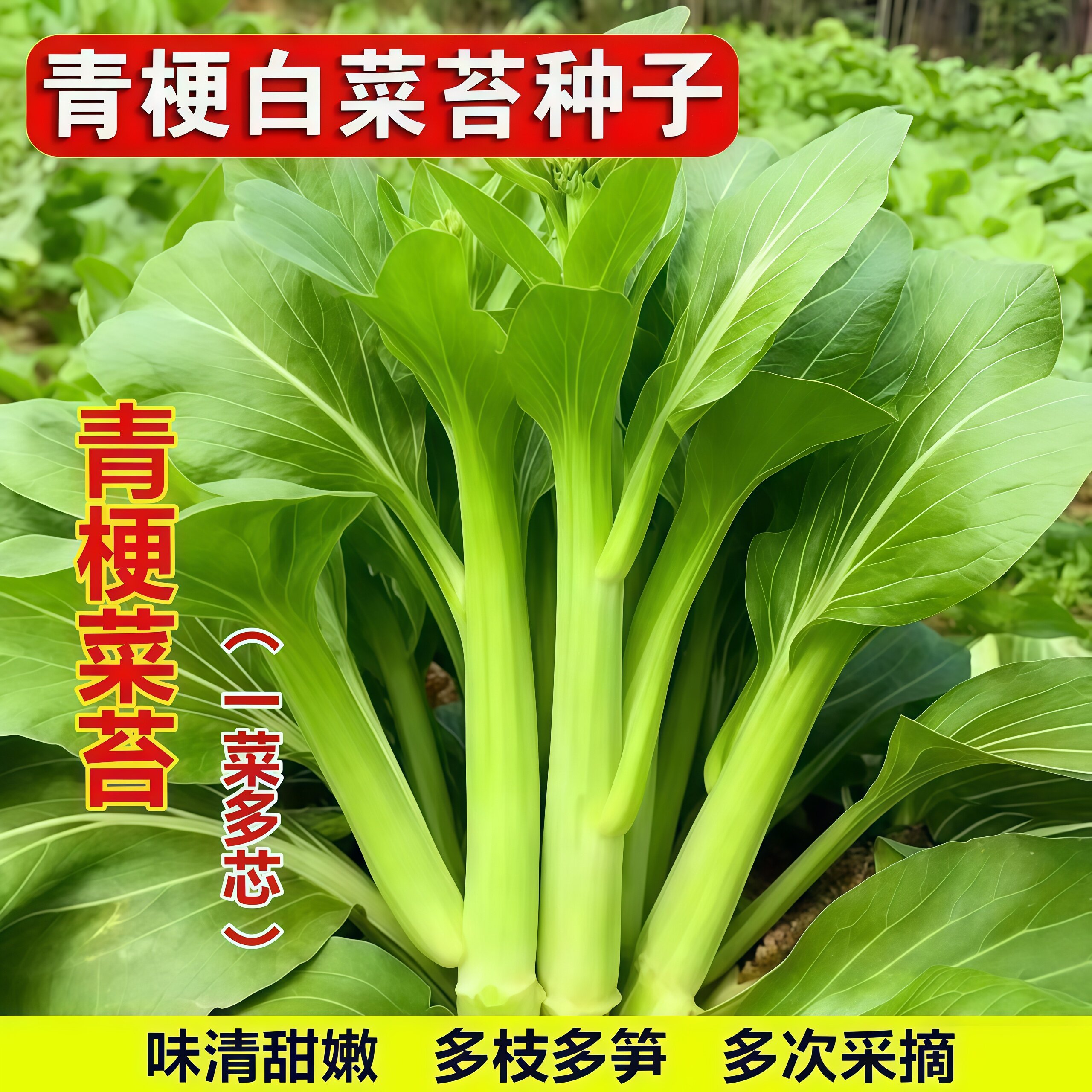 青梗白菜苔种子早熟高产多枝多笋味清甜嫩适合新手小白春秋播种