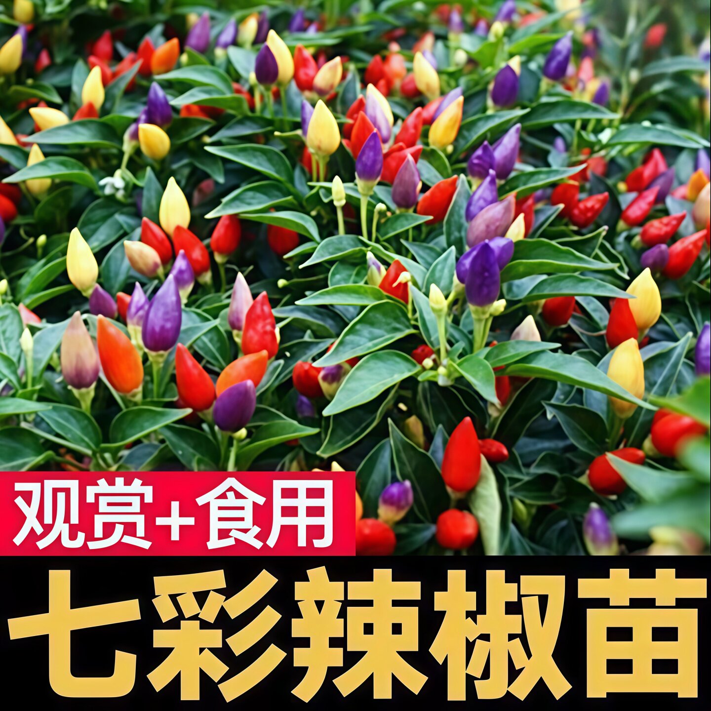 七彩辣椒苗多彩椒种籽孑苗观赏椒种苗青红椒四季盆栽阳台菜苗子秧