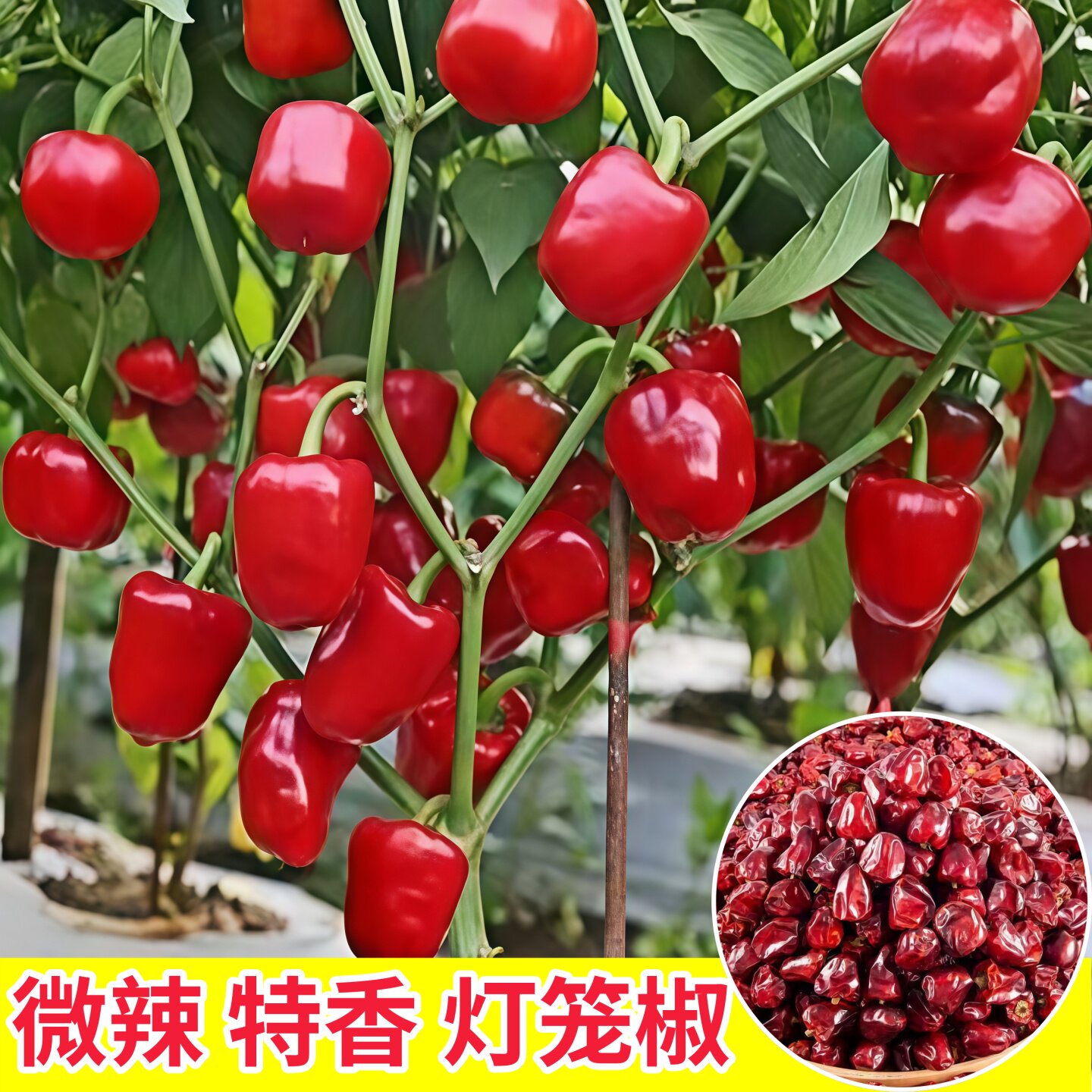 微辣特香贵州灯笼椒秧苗带土魔鬼朝天四川灯笼椒种子盆栽庭院春秋