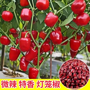 微辣特香贵州灯笼椒秧苗带土魔鬼朝天四川灯笼椒种子盆栽庭院春秋