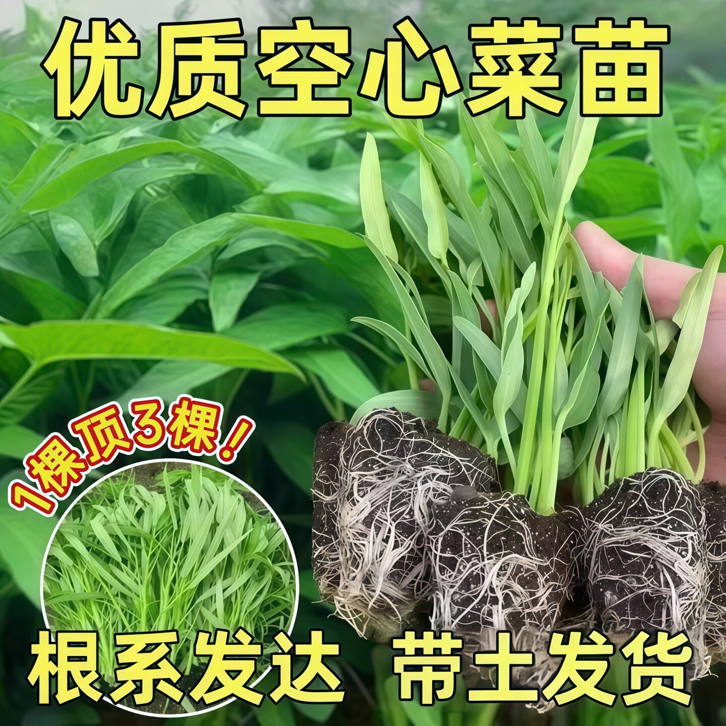 三叉空心菜苗大叶空心菜秧苗小柳叶白杆带根蔬菜盆栽四季阳台种子
