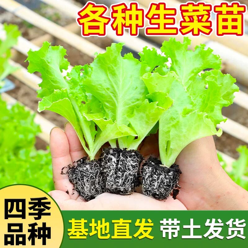 四季生菜苗子直立菜苗庭院秧苗