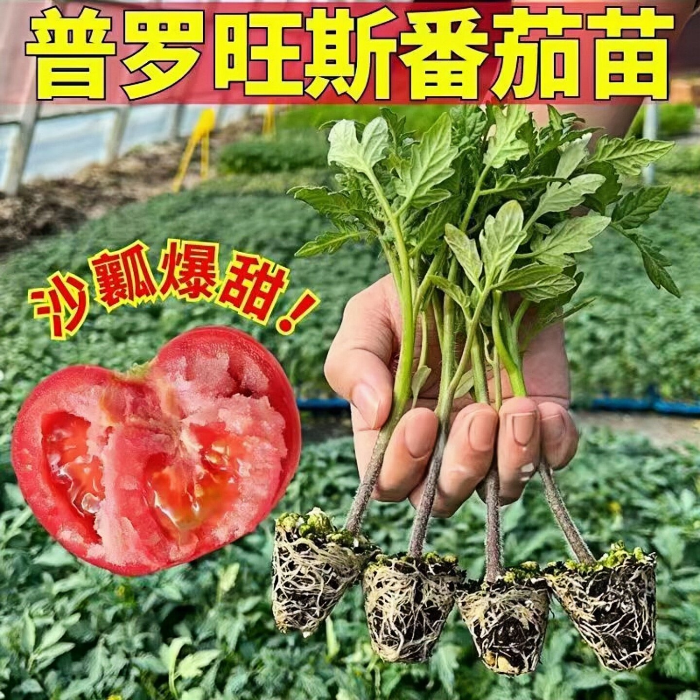 沙瓤老品种普罗旺斯番茄苗秧苗带土大粉水果番茄西红柿种子苗盆栽