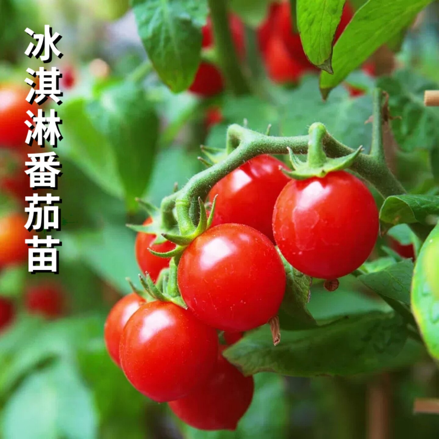 冰淇淋小番茄种子秧苗孑圣女果西红柿四季盆栽蔬菜苗秧秧苗果苗