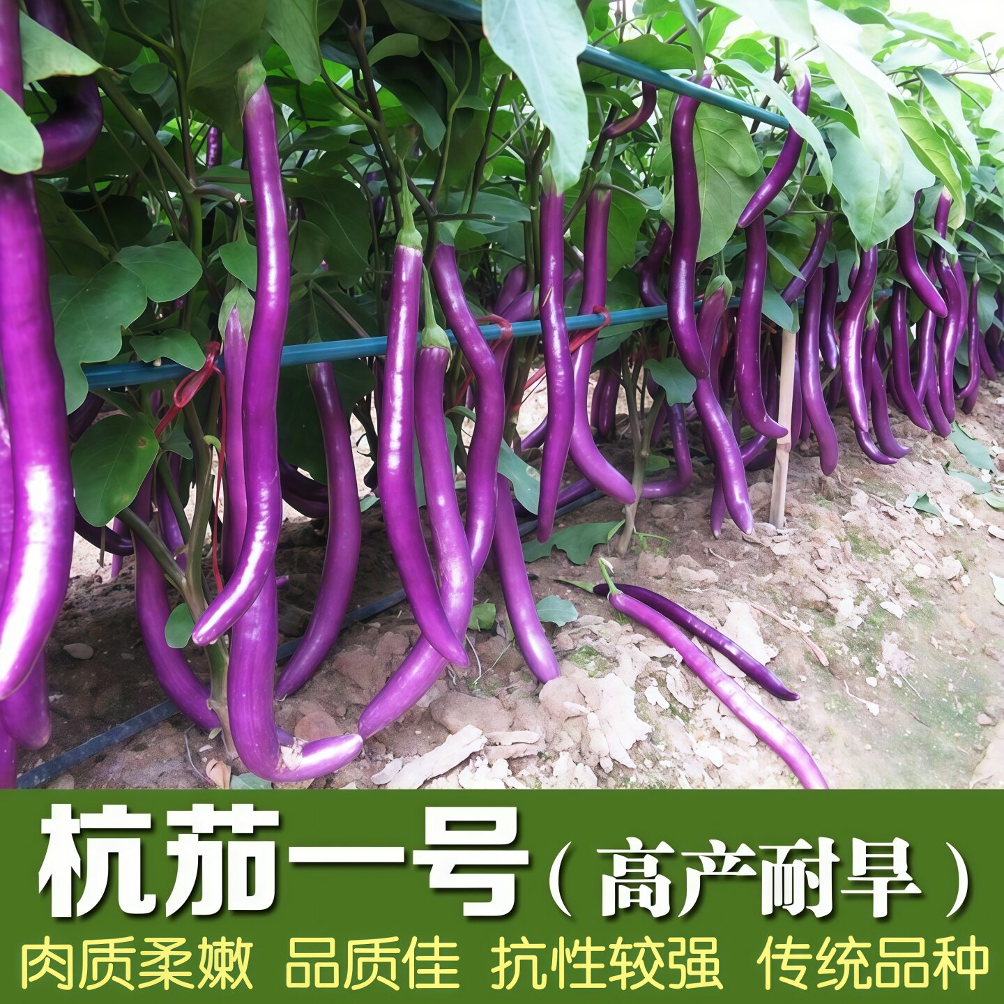 杭茄一号茄子苗种子包活包对版