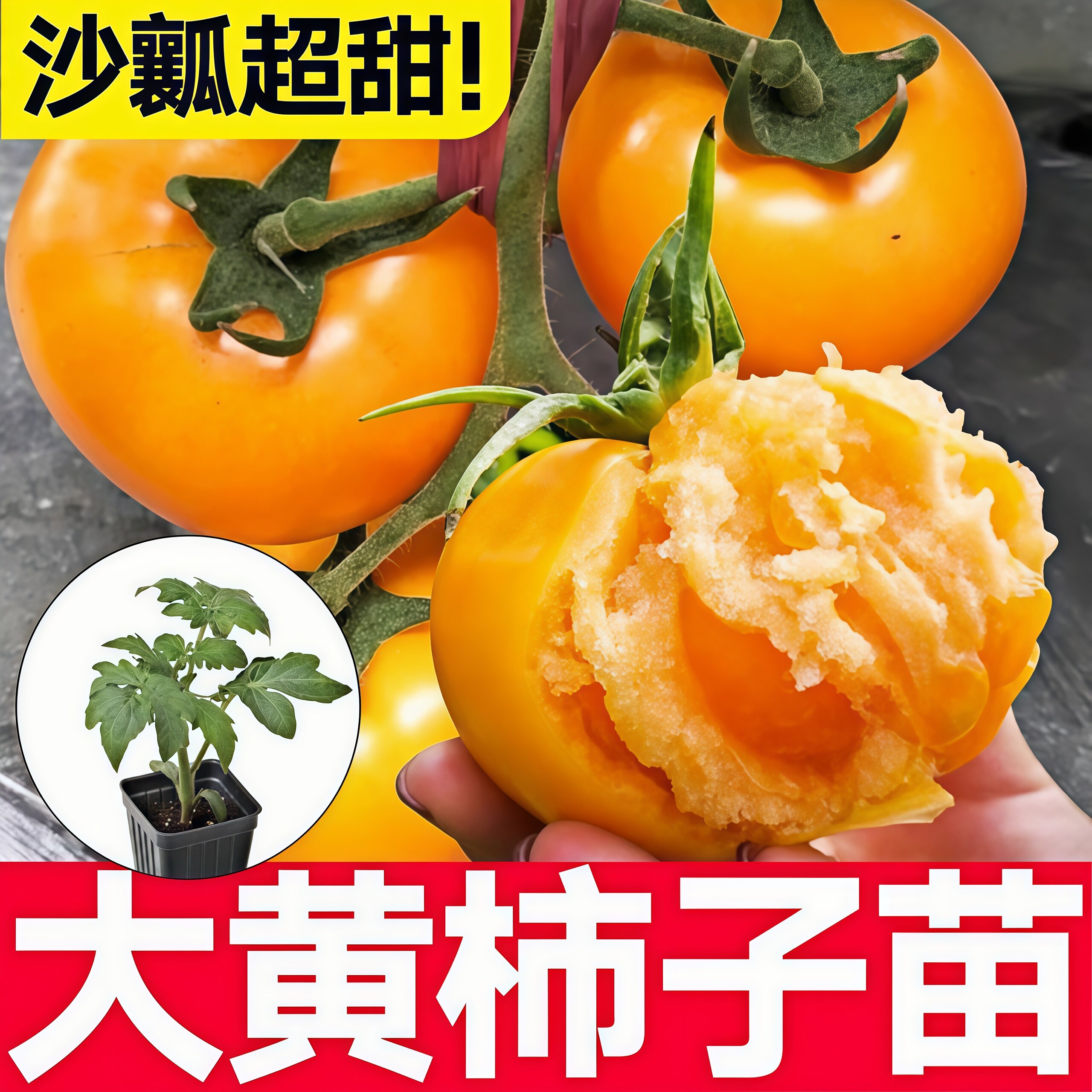 高产沙瓤超甜大黄柿子苗番茄秧苗幼苗穴盘带土球大粉马蹄草莓柿子