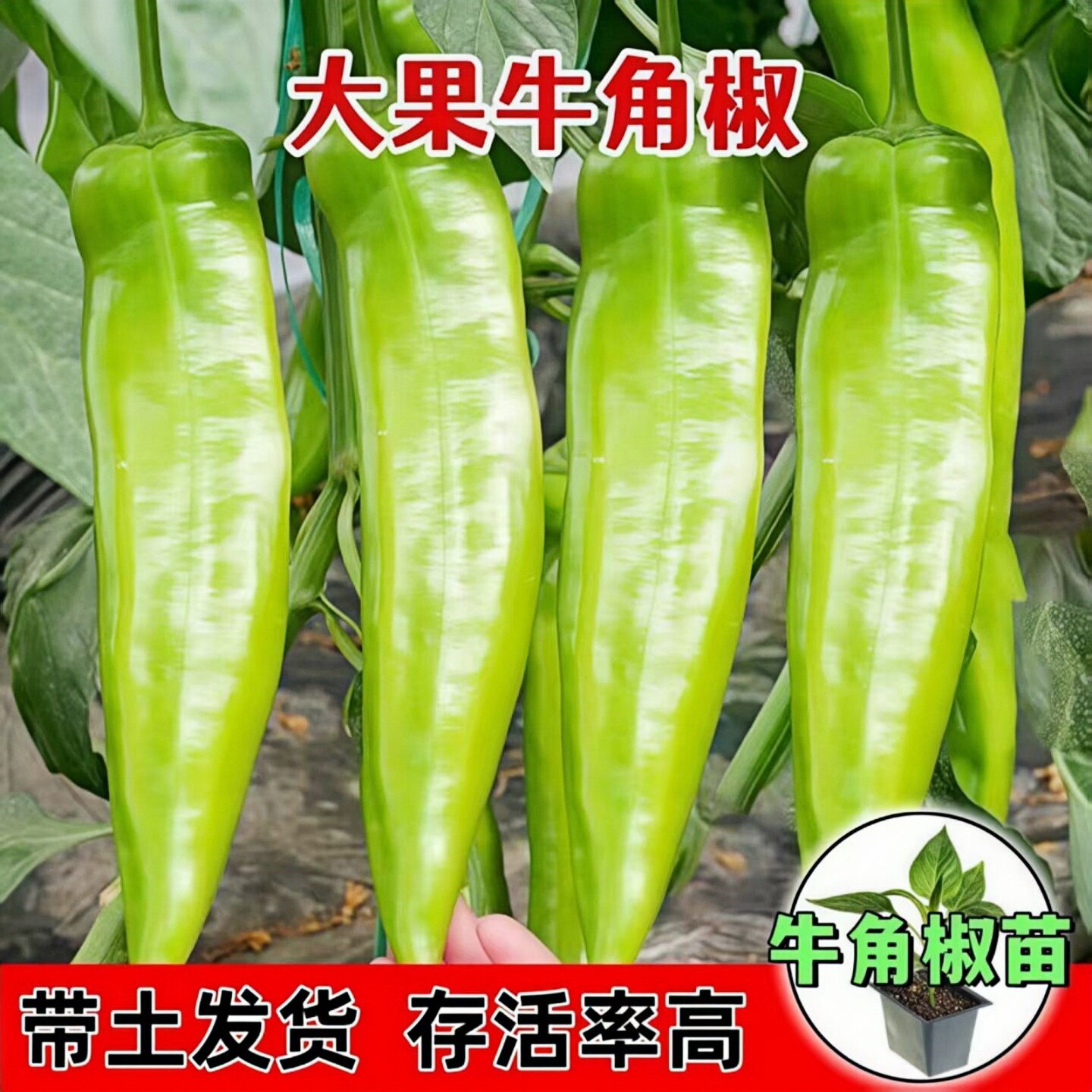 特大牛角椒种子高产香辣四季易种