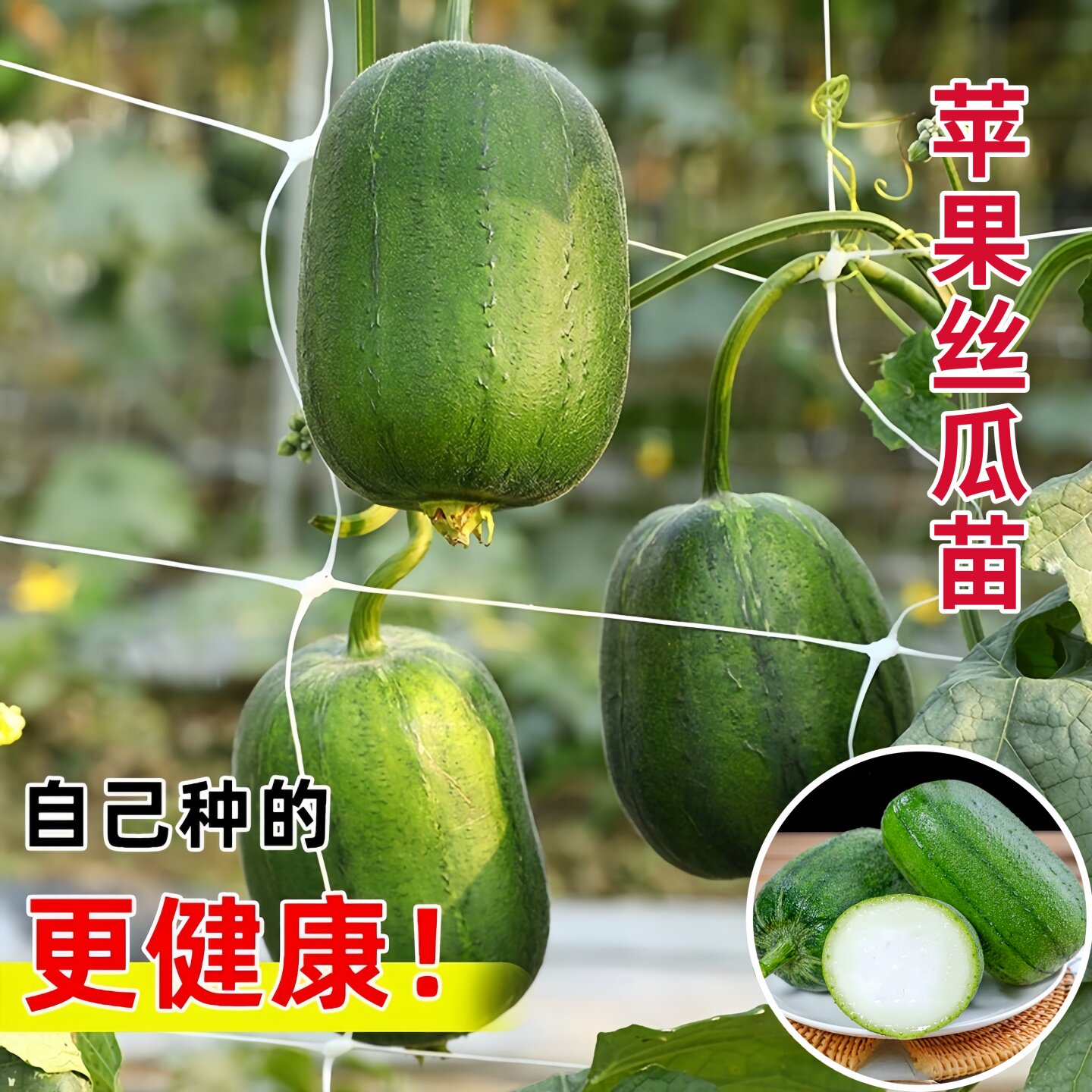 高产苹果丝瓜秧苗细腻滑嫩四季盆栽小院八角棱肉丝瓜鲜花中绿丝瓜