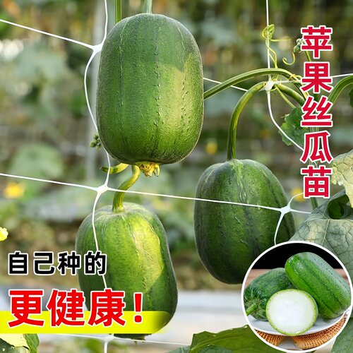 高产四季盆栽苹果丝瓜秧苗