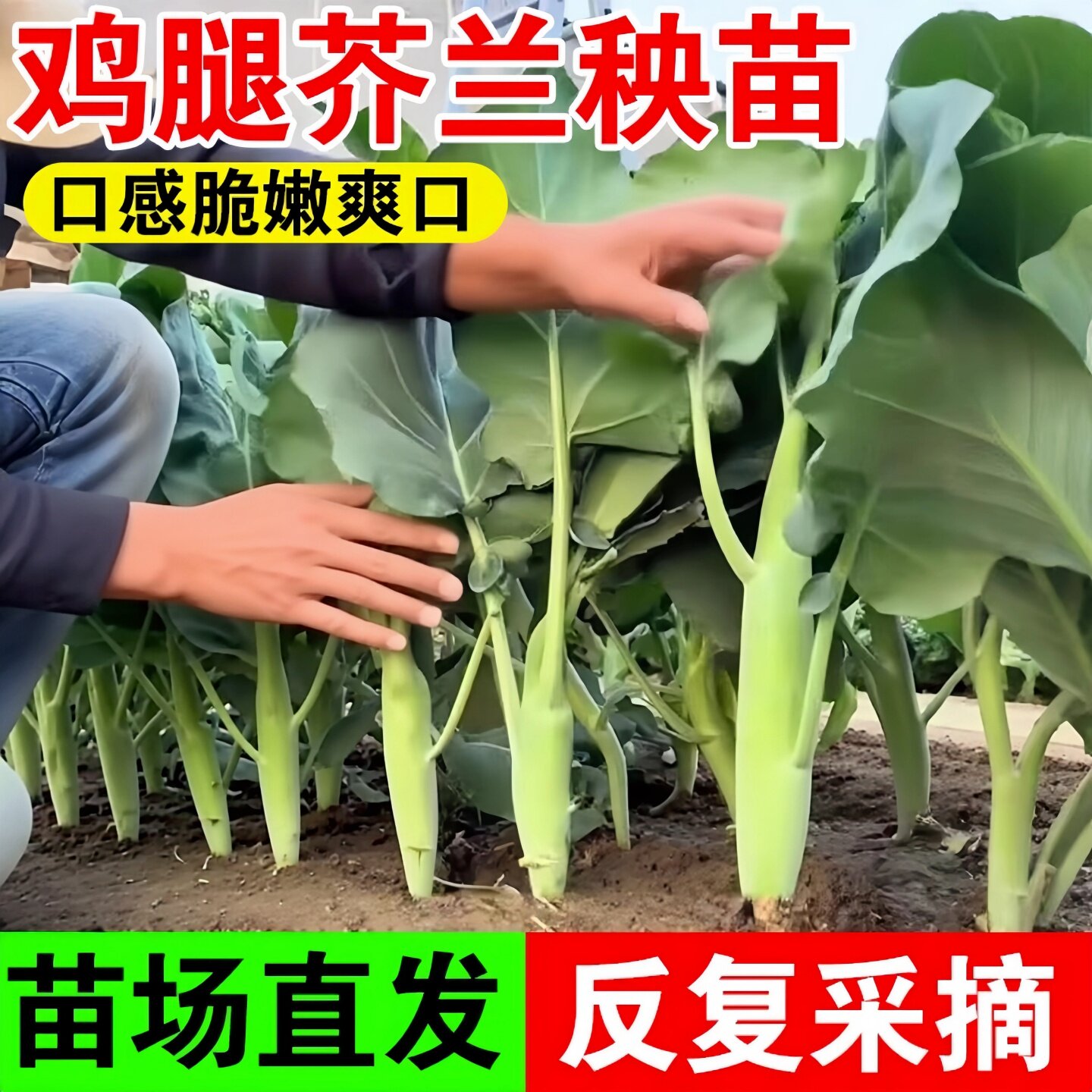 鸡腿芥兰菜苗秧苗四季大芥蓝广东芥蓝菜西蓝苔菜心苗鸡头菜种种苗