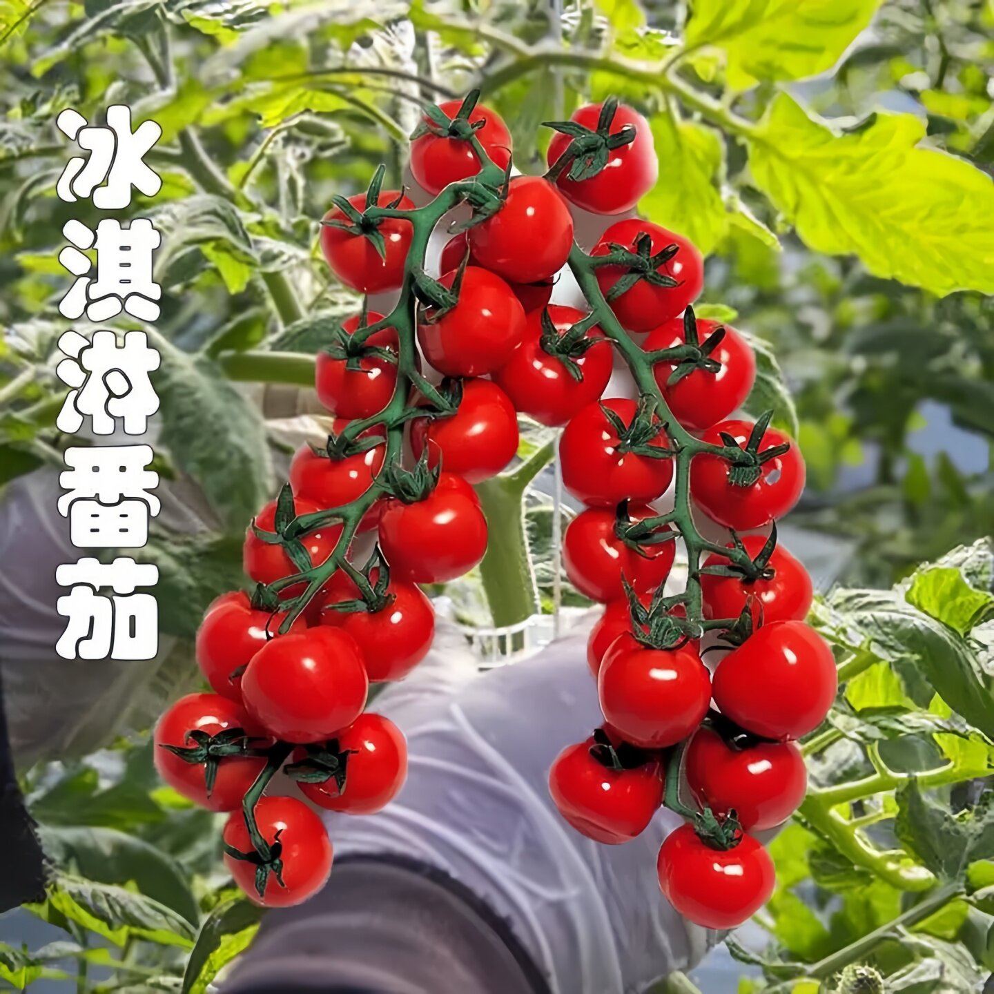 冰淇淋樱桃番茄苗千禧圣女果秧苗水果番茄种子西红柿盆栽蔬菜幼苗