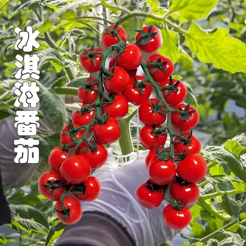益丰冰淇淋樱桃番茄种子易种