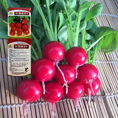 樱桃萝卜种子四季阳台盆栽