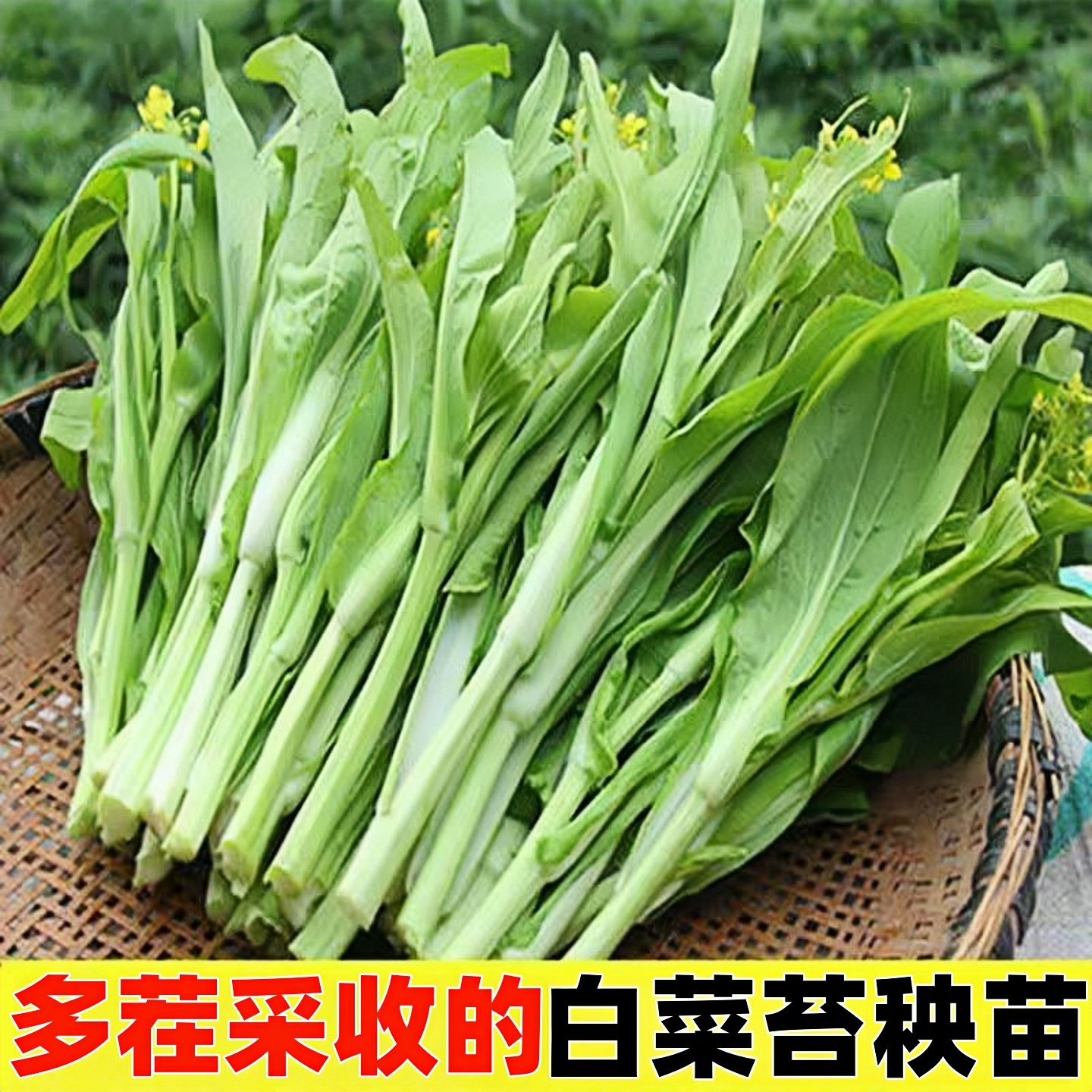 白菜苔苗秧苗奶油高产早熟耐热速生四季白菜苔种子大全种植种籽孑