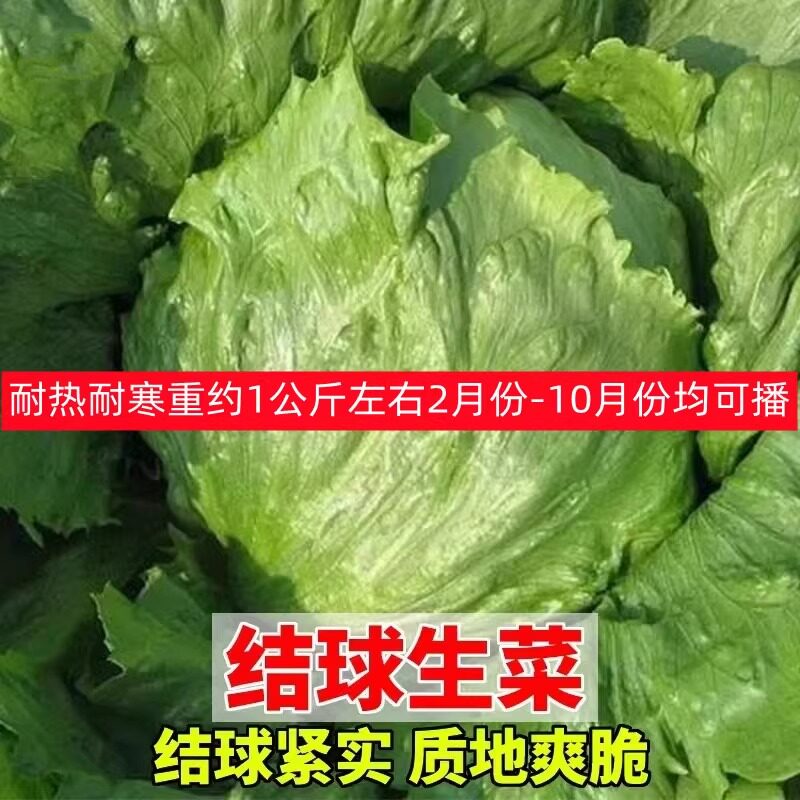 生菜种子结球耐热耐寒