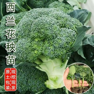 西兰花青花苗幼苗青花菜苗秧苗耐寒庭院田园可种蔬菜冬天菜苗秧苗