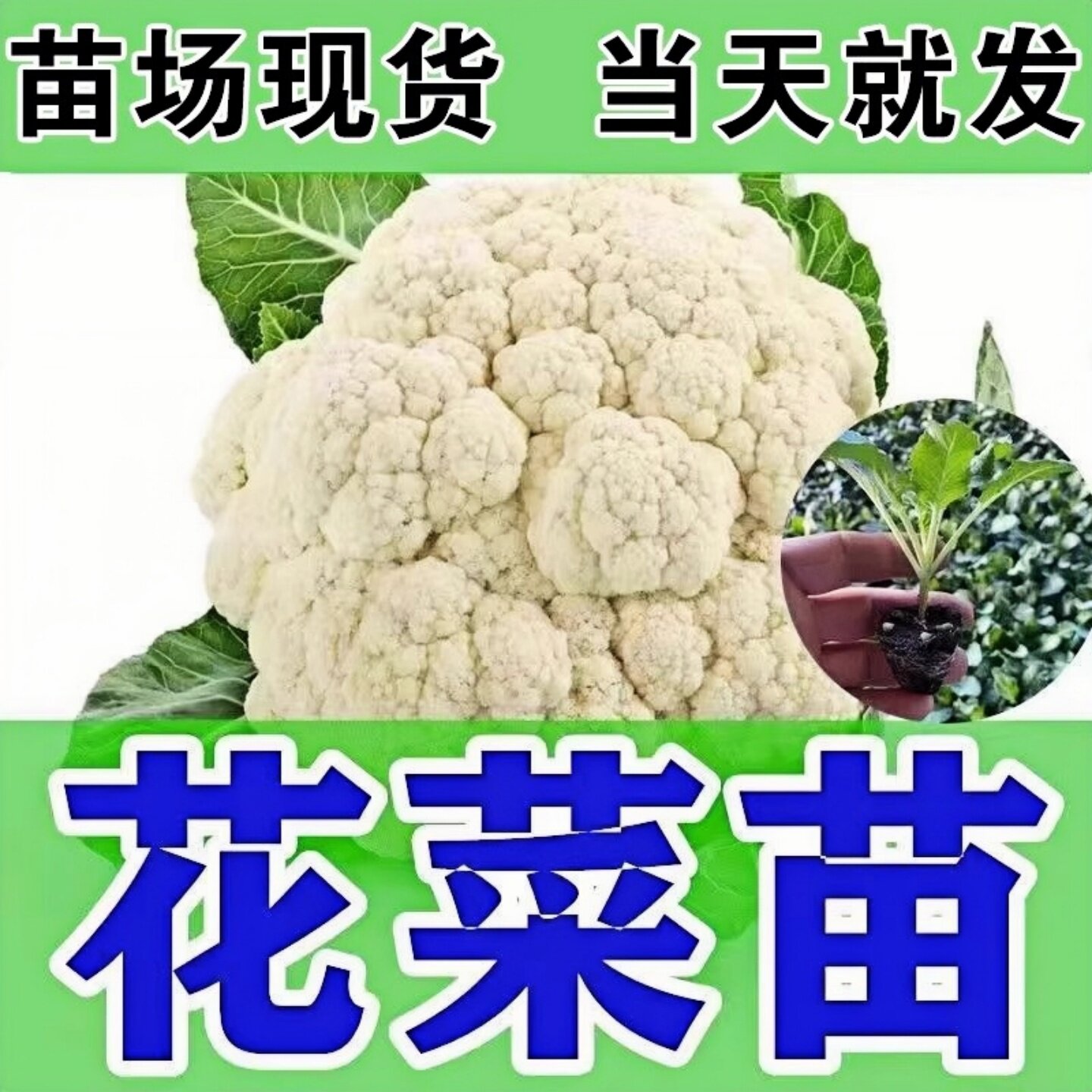 花菜苗秧苗青梗松花菜种苗白花菜四季阳台庭院冬天秋季花椰菜秧苗