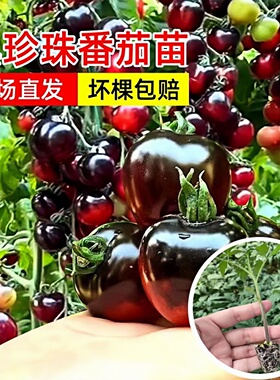 黑珍珠新品黑色番茄樱桃高产圣女果苗水果西红柿阳台四季盆栽蔬菜