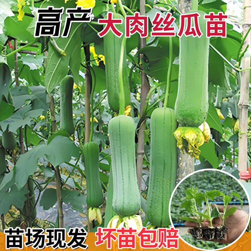 益丰早熟高产嫩香丝瓜种子
