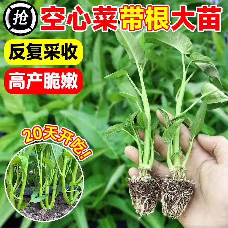三叉菜空心菜秧苗种子四季蔬菜苗