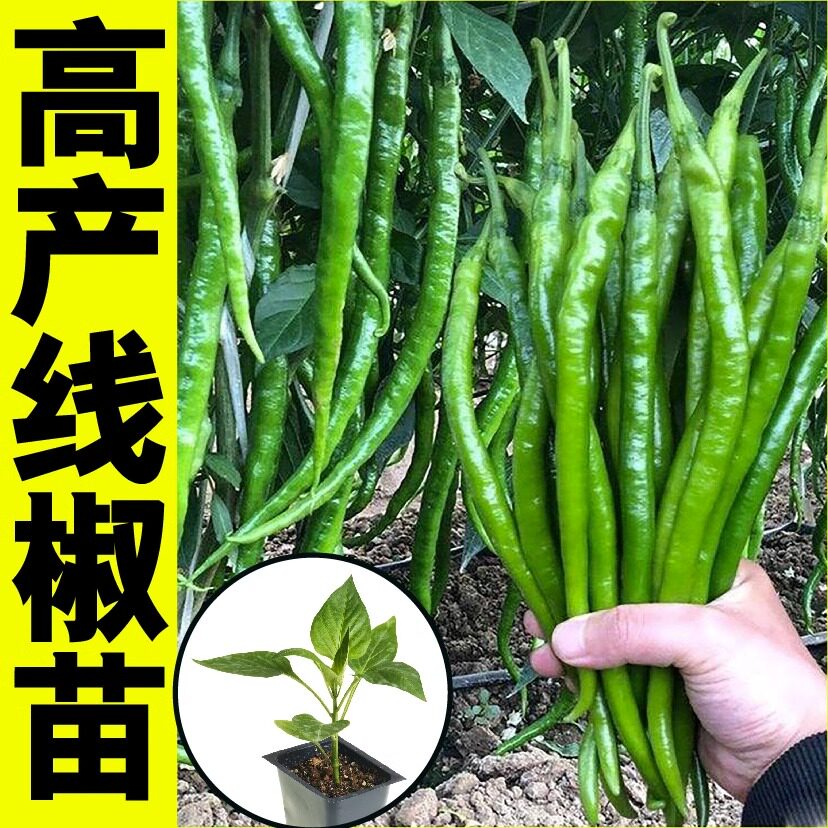 线椒种籽辣椒苗秧苗薄皮杭椒种子阳台四季春季蔬菜苗辣椒种孑大全