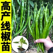 线椒种籽辣椒苗秧苗薄皮杭椒种子阳台四季 春季 蔬菜苗辣椒种孑大全