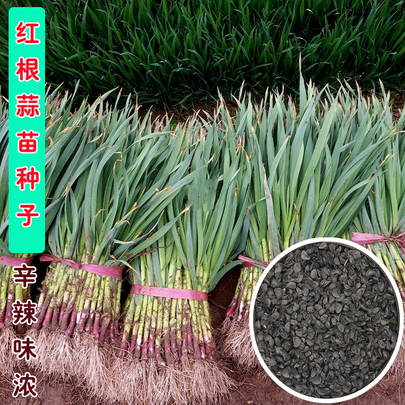 红头香蒜苗种子籽四季宽叶大红根蒜苗蒜种三茬蒜苔特大红皮独头蒜