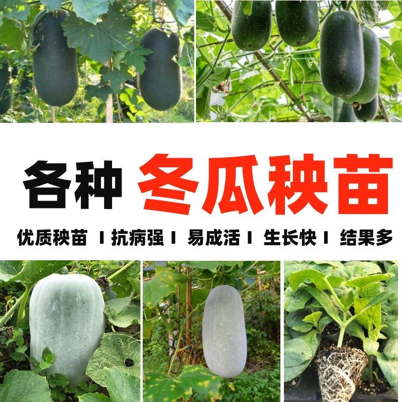 各种特大粉皮大冬瓜小冬瓜苗秧苗黑皮大冬瓜种子香芋绿皮冬瓜混合