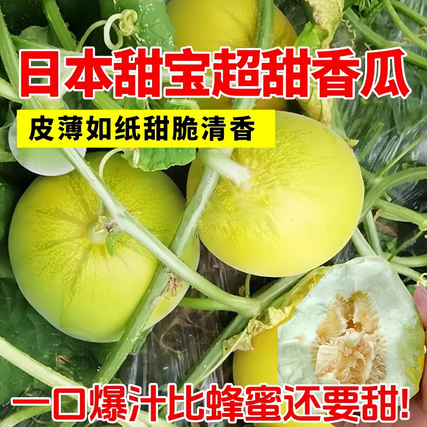 日本甜宝甜瓜秧苗绿宝石冰糖籽芝麻蜜酥瓜种籽四季种植香瓜蔬菜子