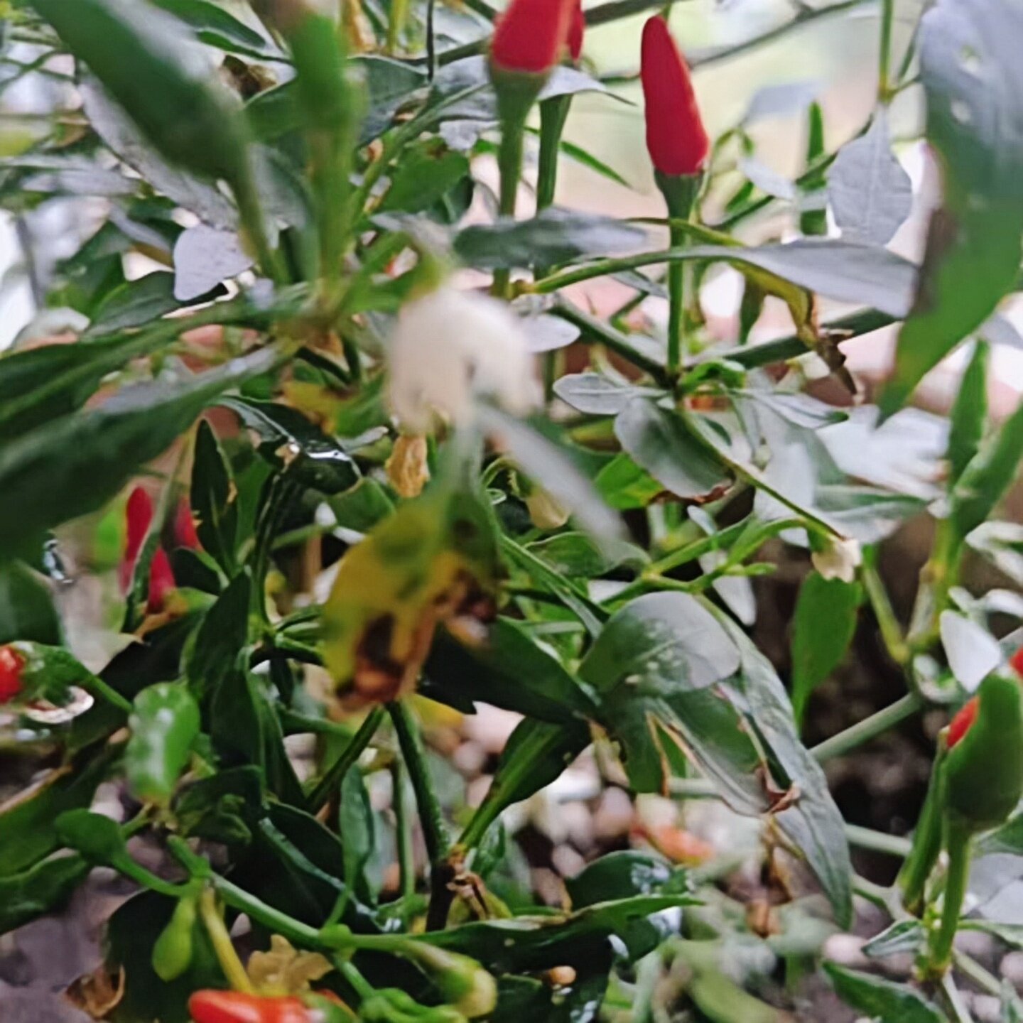小雀椒辣椒苗秧苗巨辣特辣爆辣超辣指天椒苗泡椒专用云南辣椒种苗