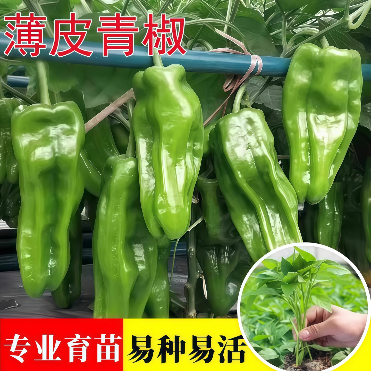 辣椒苗薄皮椒苗皱皮辣椒虎皮辣椒芜湖椒苗秧苗子羊角线椒螺丝椒苗