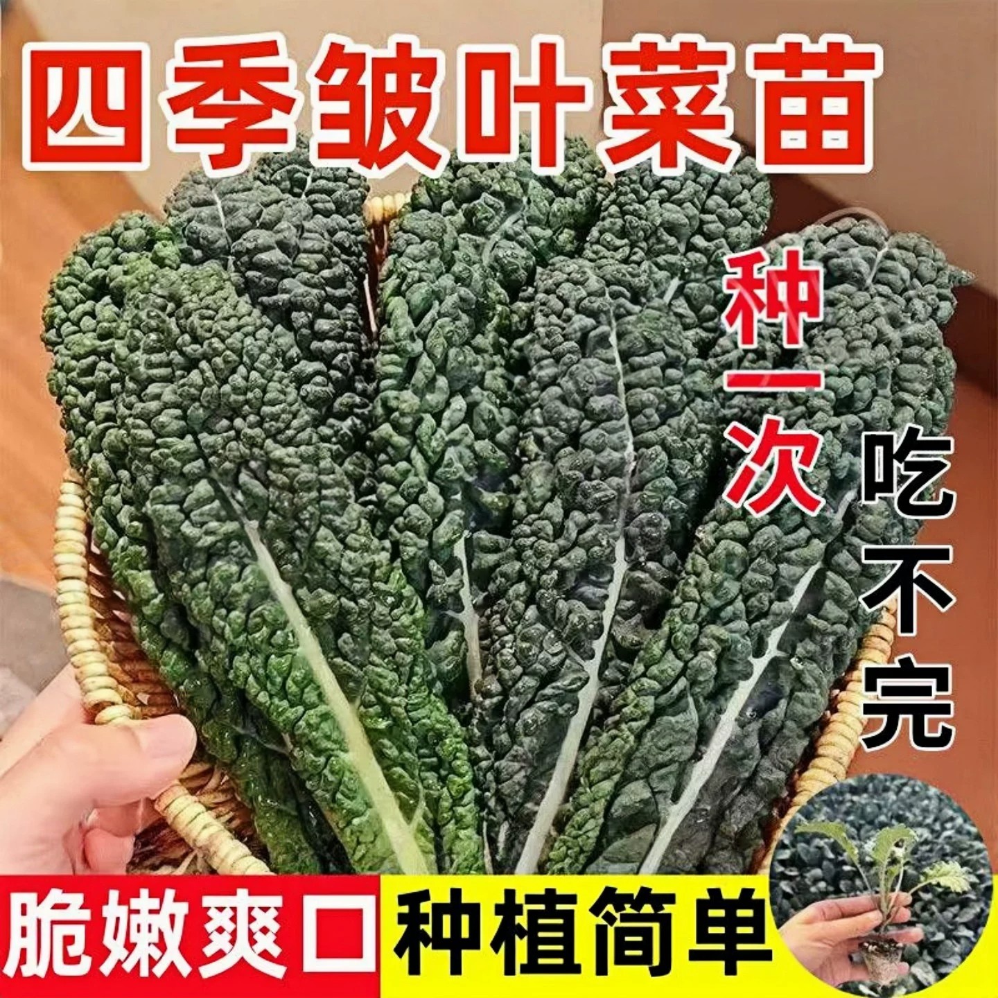 皱叶菜甘蓝苗秧带土球紫羽衣甘蓝种子春秋四季阳台盆栽耐寒蔬菜苗