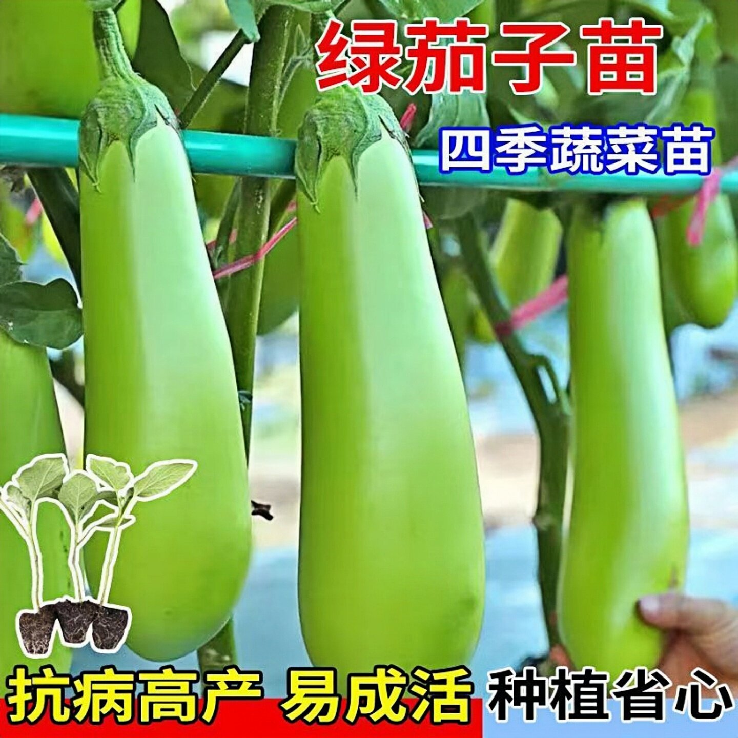 绿色长茄苗子高产青茄苗圆茄苗杭茄长茄苗茄子秧苗地栽四季蔬菜苗