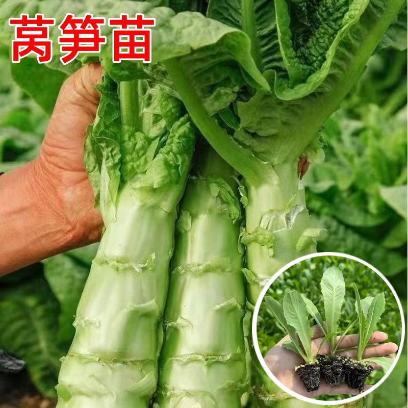 四季莴笋种苗青皮绿肉香