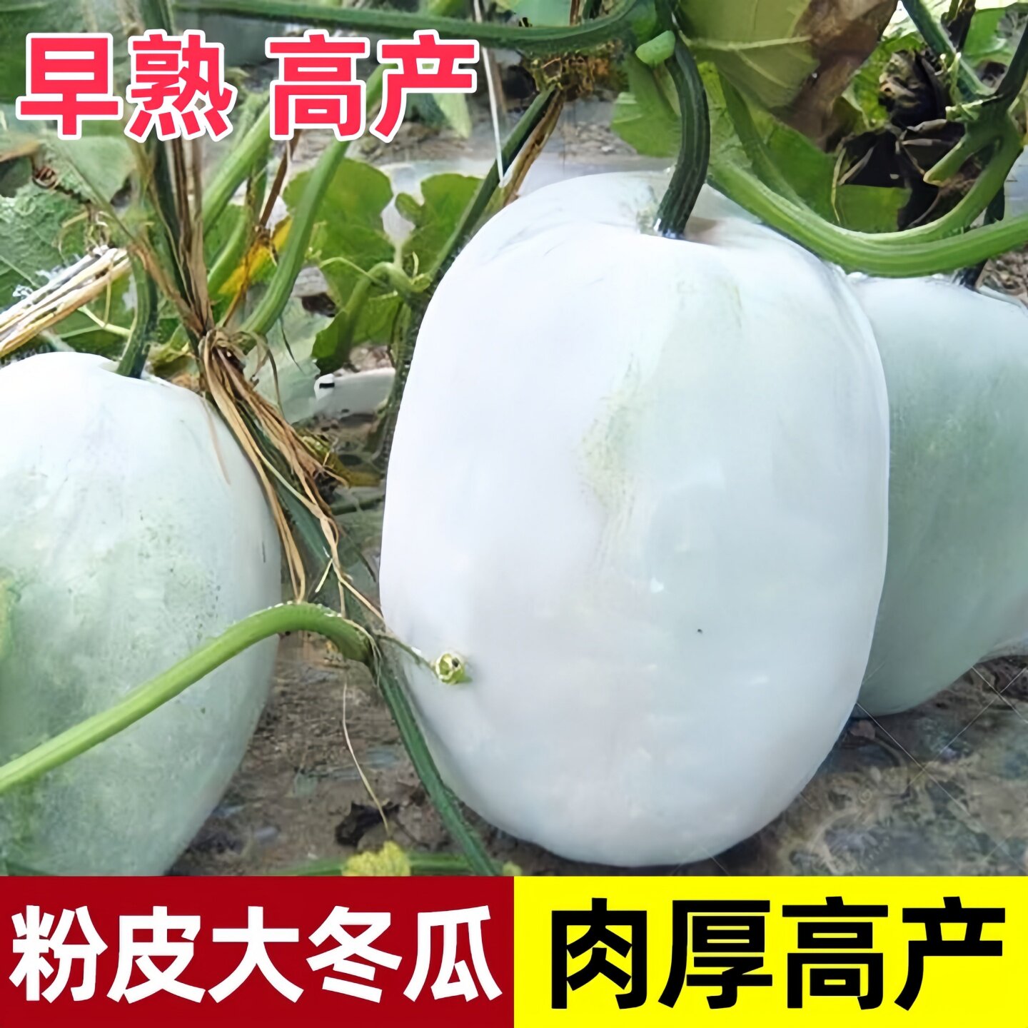 特大粉皮冬瓜秧苗种子阳台四季东瓜巨型蔬菜孑盆栽大菜苗秧种籽苗