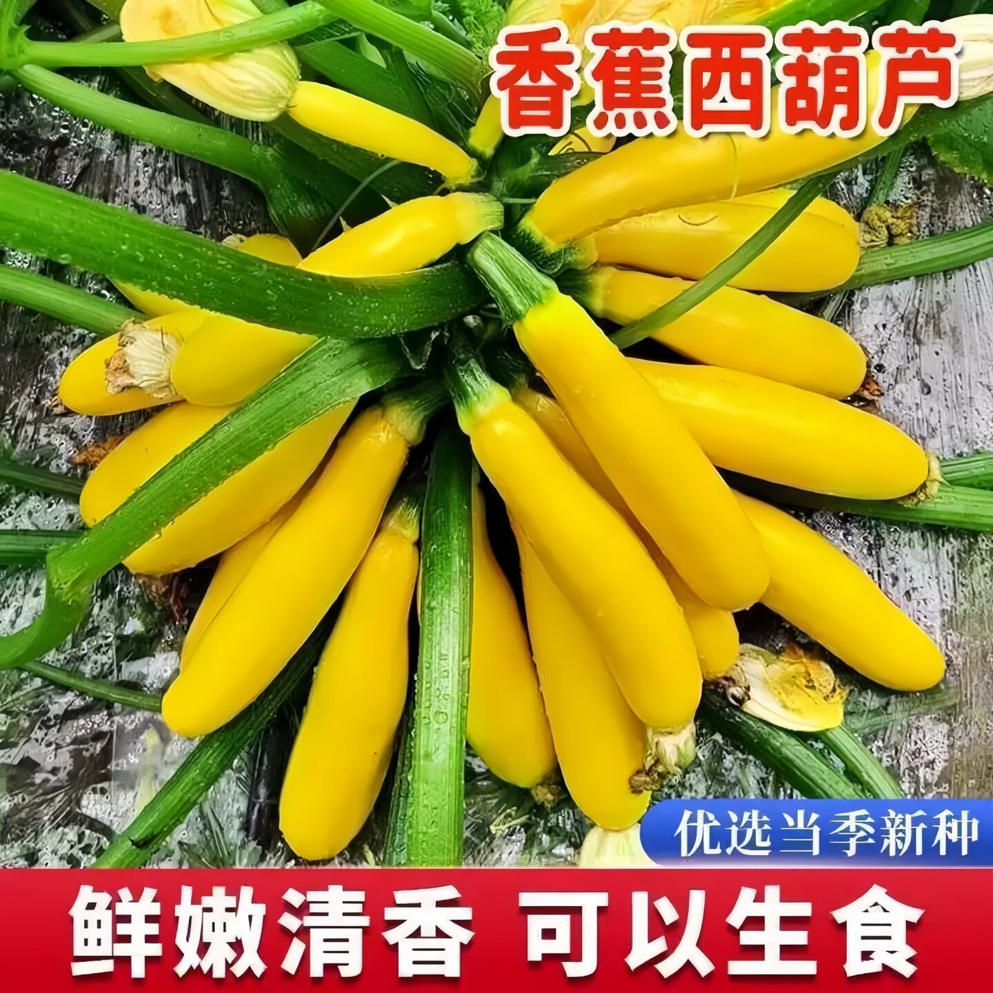 香蕉西葫芦种子苗圆形黄西胡芦大全四季南方蔬菜种籽秧苗孑苗秧瓜