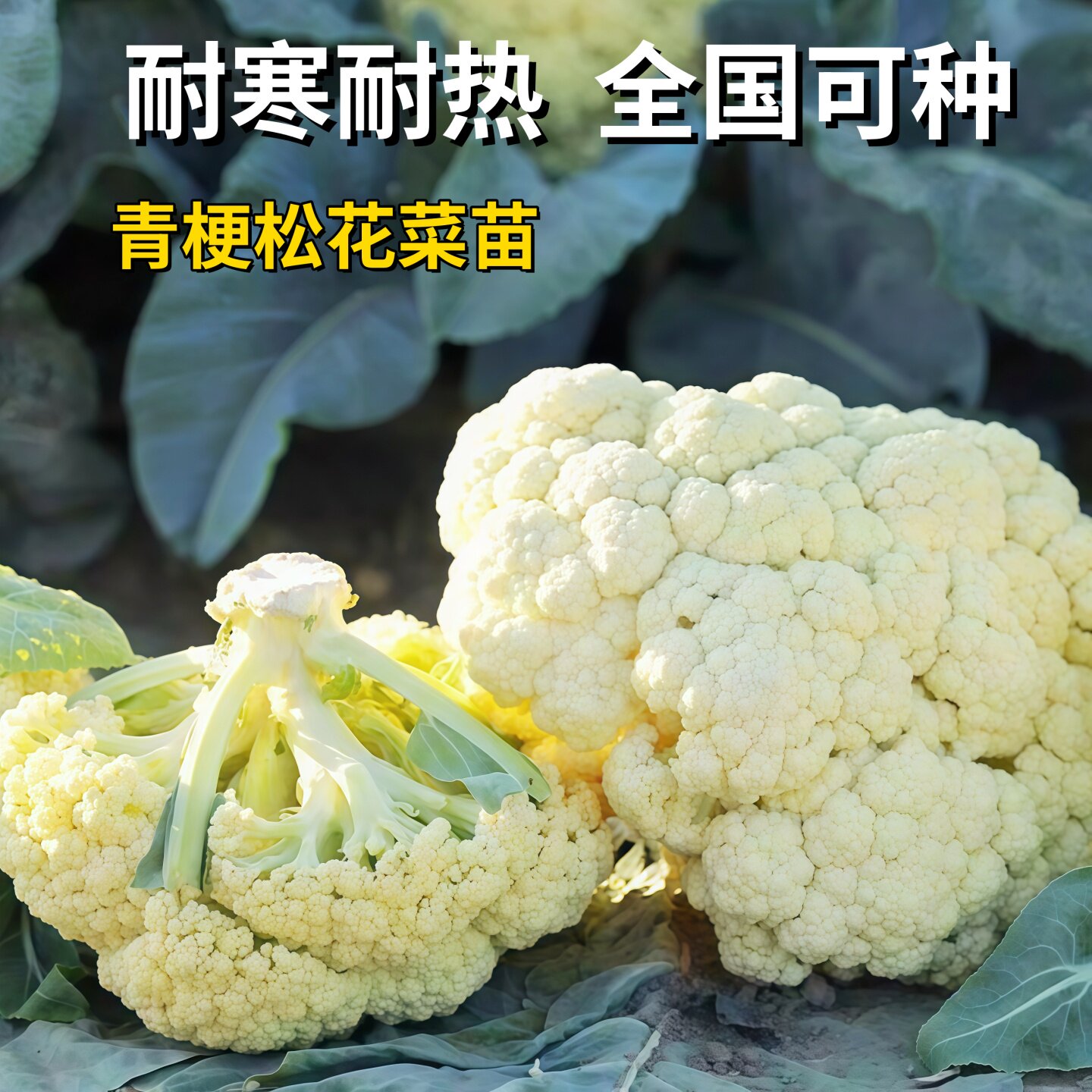 高产花菜苗秧苗青梗松花菜苗蔬菜苗西兰花花椰菜秧春季蔬菜苗阳台