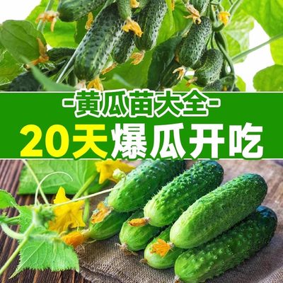 水果黄瓜苗秧四季种子阳台番茄蔬菜苗种植盆栽南方小青瓜嫁接秋播