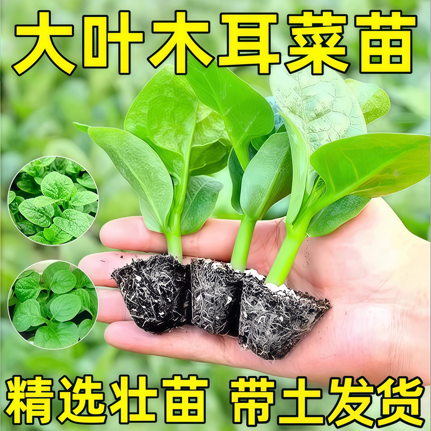 大叶木耳菜苗秧苗种籽阳台盆栽爬藤观赏春夏四季种植蔬菜种子幼苗