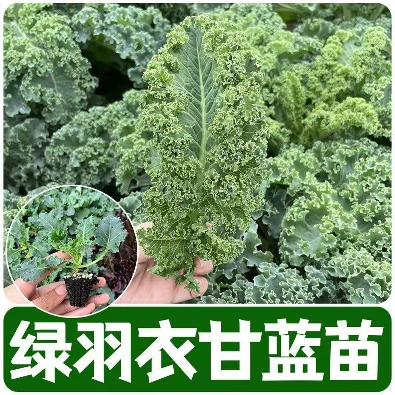 羽衣甘蓝蔬菜秧苗耐寒四季