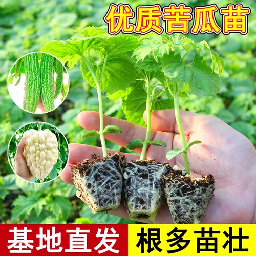 苹果苦瓜苗秧种子种籽菜苗白四季苗子蔬菜带土秧苗平果孑春天嫁接