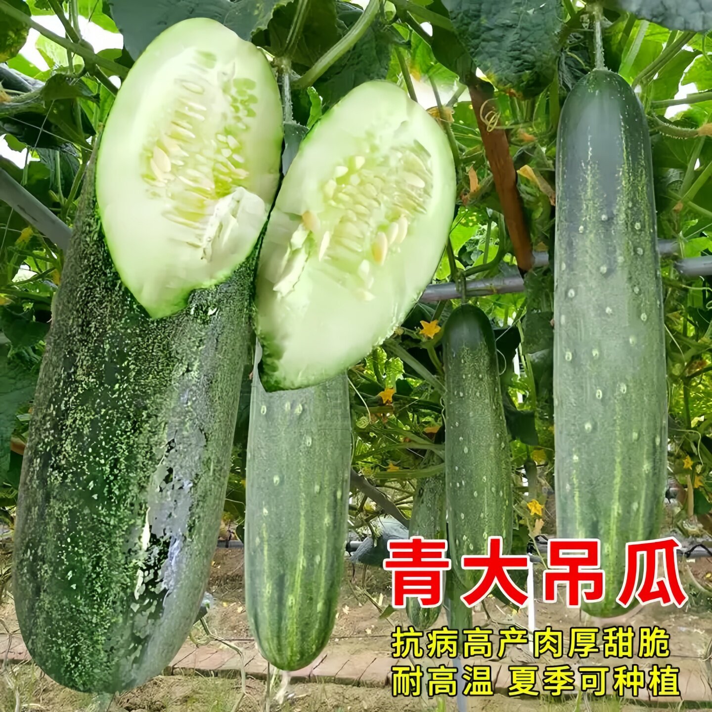 本地黄瓜苗老品种四季老品种四季盆栽阳台满地爬水果黄爪种籽秧苗