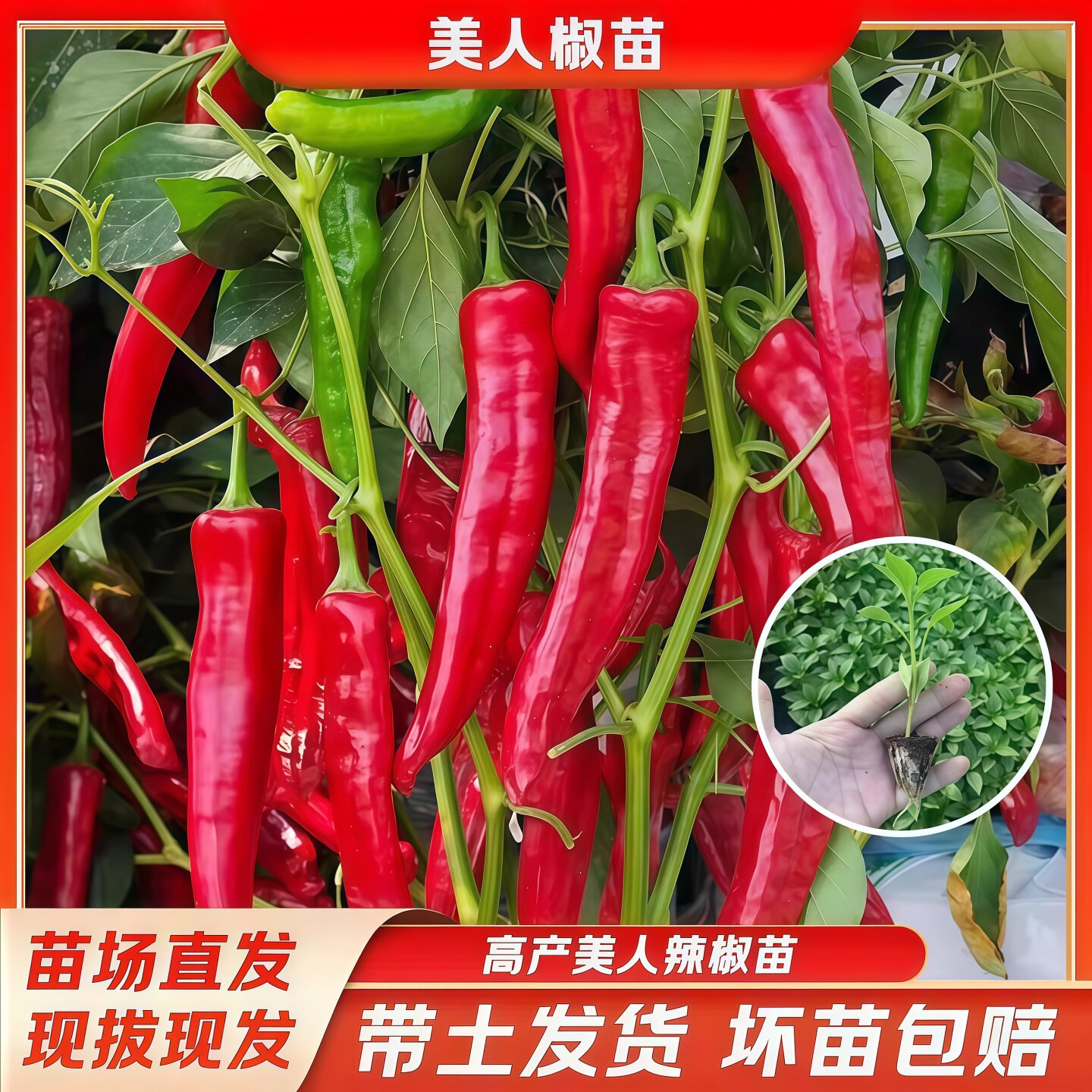 美人椒苗辣椒秧苗红长线椒苗二荆条幼苗春秋四季阳台盆栽蔬菜苗子