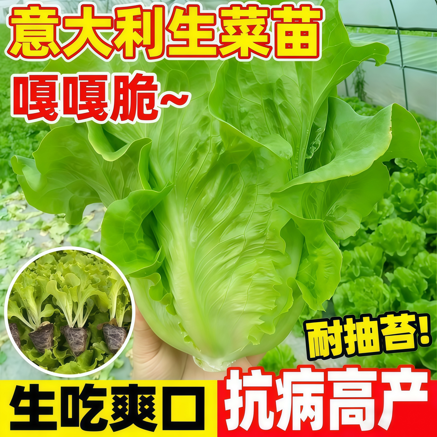 奶油生菜苗意大利结球生菜速生玻璃生菜紫叶紫苦苣蔬菜秧苗种子籽