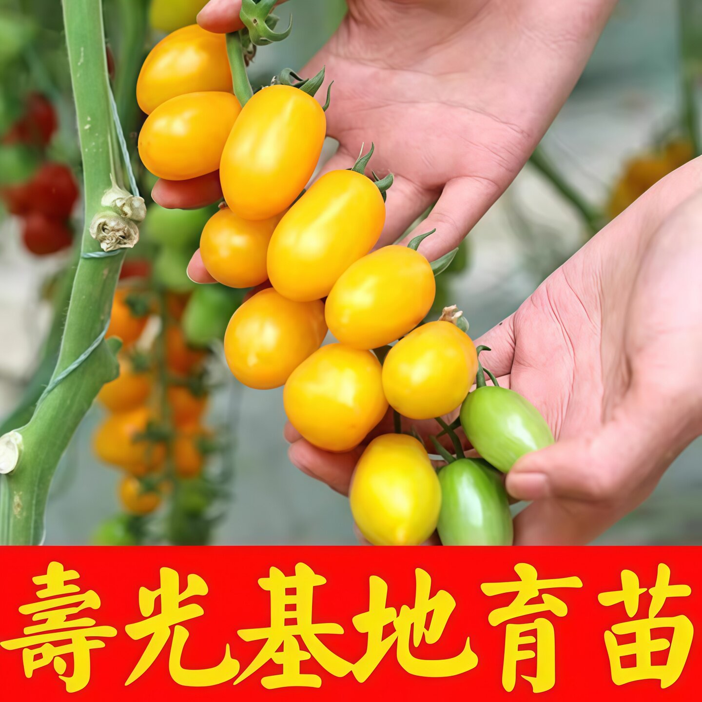 黄色圣女果秧苗樱桃小番茄苗蔬菜苗子西红柿种籽菜苗春天果苗孑秧