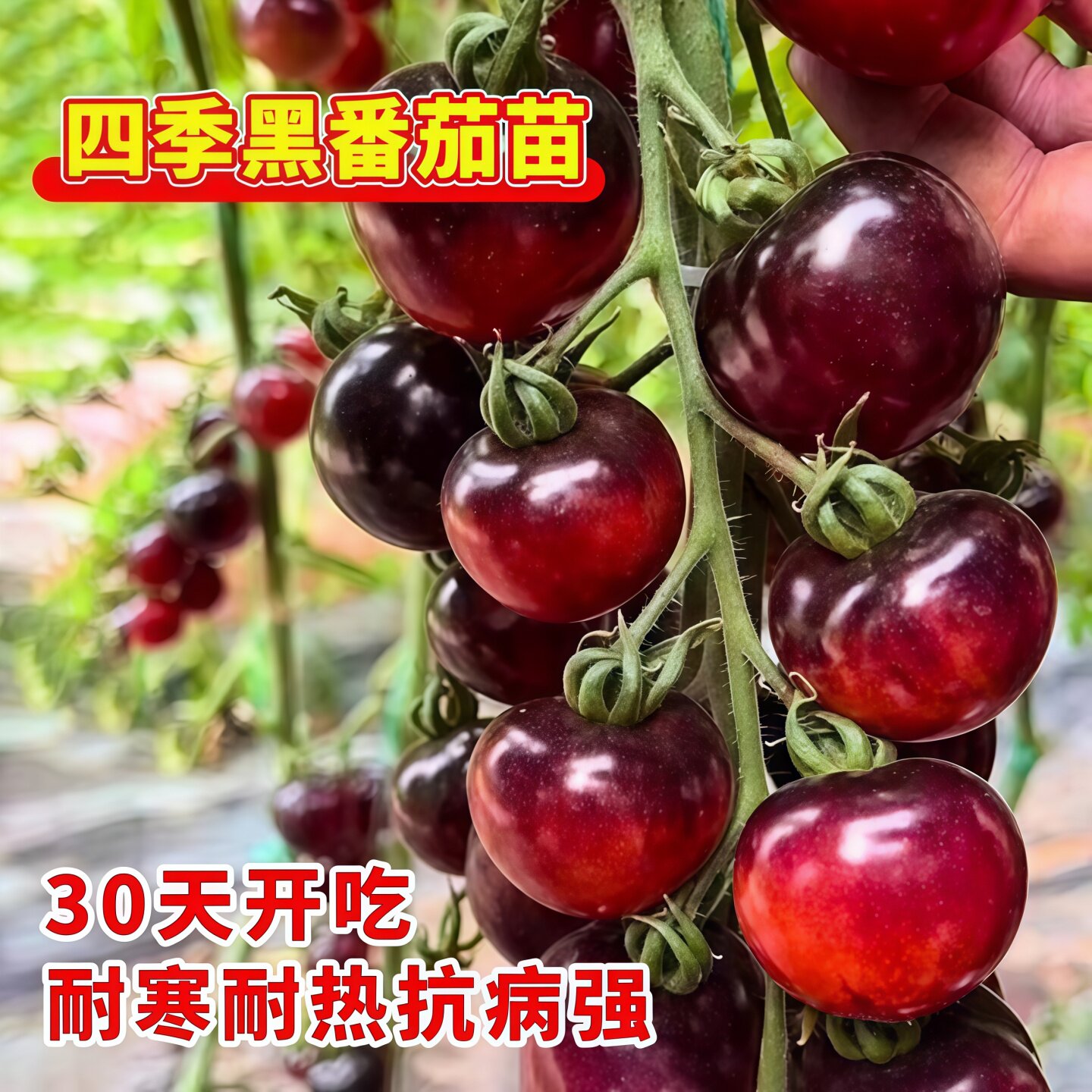 黑番茄的种子种苗秧苗黑紫小番茄黑珍珠大西红柿种孑圣女果籽盆栽