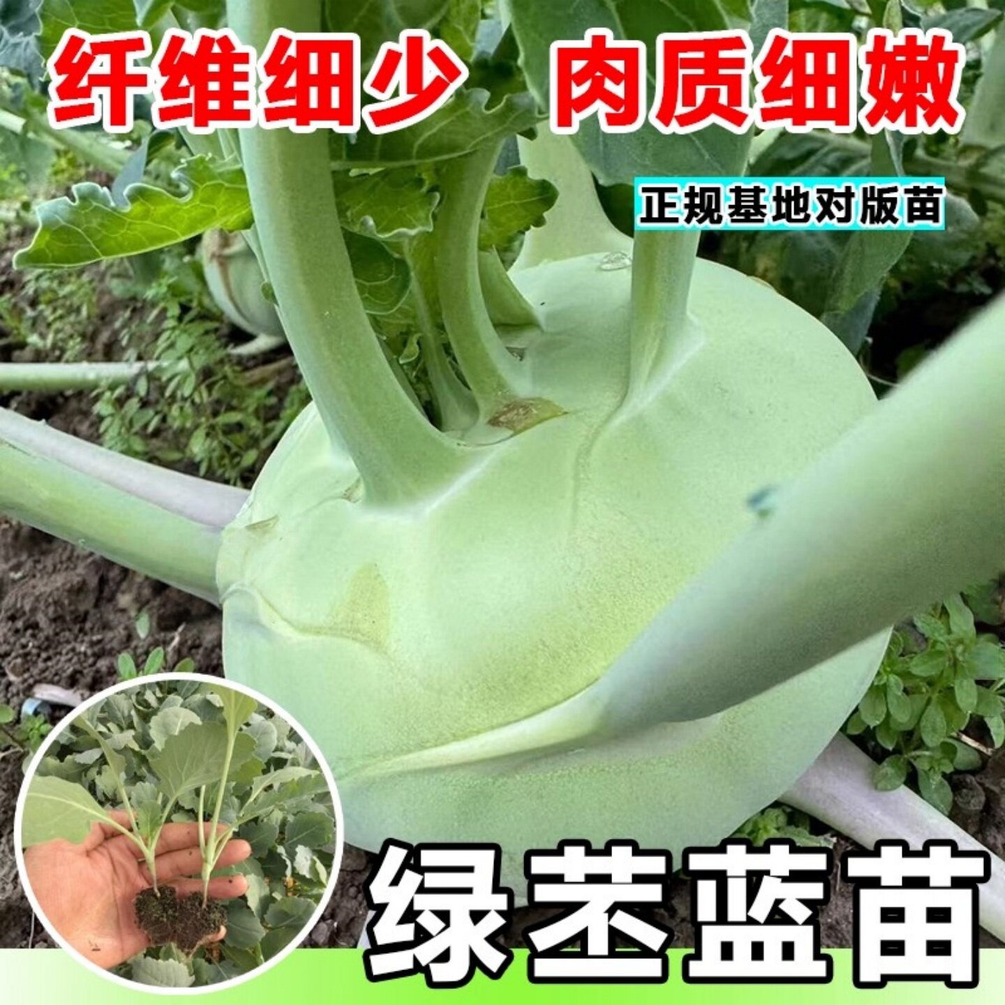 四季青苤兰苗秧苗青苤蓝春秋